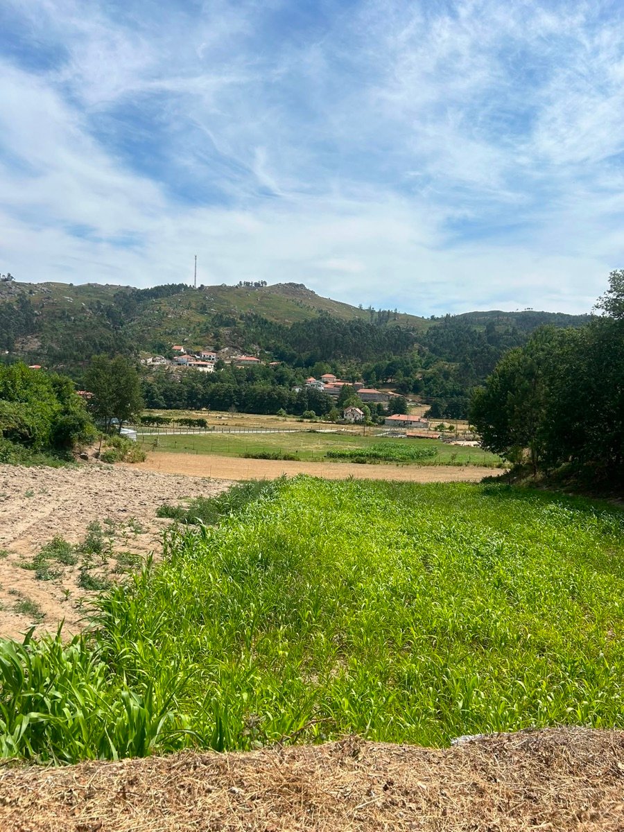 Milho a crescer nos campos da aldeia, com a encosta da serra ao fundo