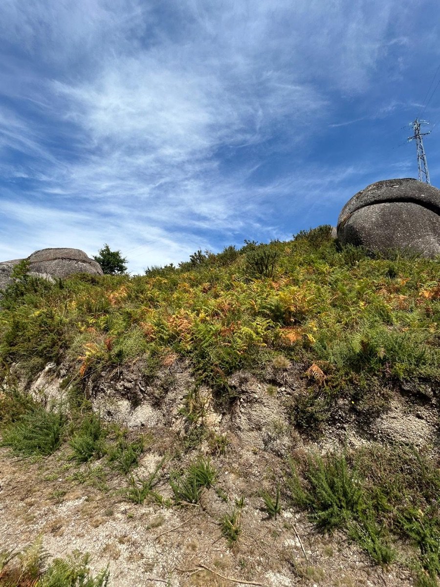 Penedos de granito e fetos na área do fundo