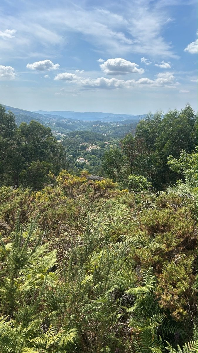 Fetos em primeiro plano e o vale de Rossas ao fundo