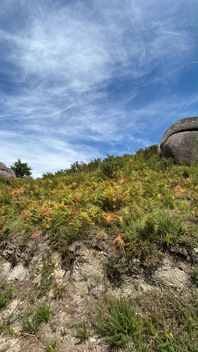 Encosta de fetos e granito no topo da área do fundo