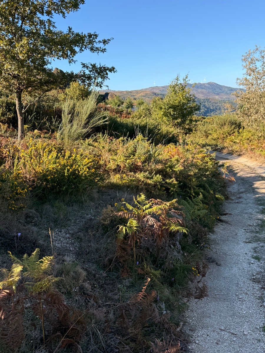 Vegetação nativa e fetos com a serra ao fundo, na propriedade